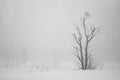 Cold White Poster och Canvastavla