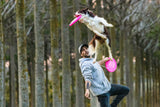 Dog and Frisbee Poster och Canvastavla
