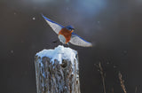 Eastern Blue Bird-7 Poster och Canvastavla