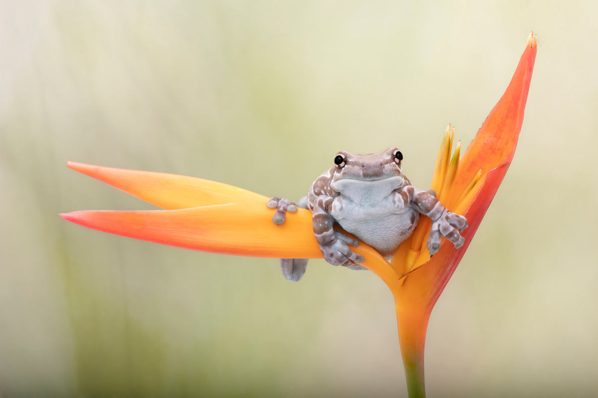 Amazon Milk Tree Frog Poster och Canvastavla