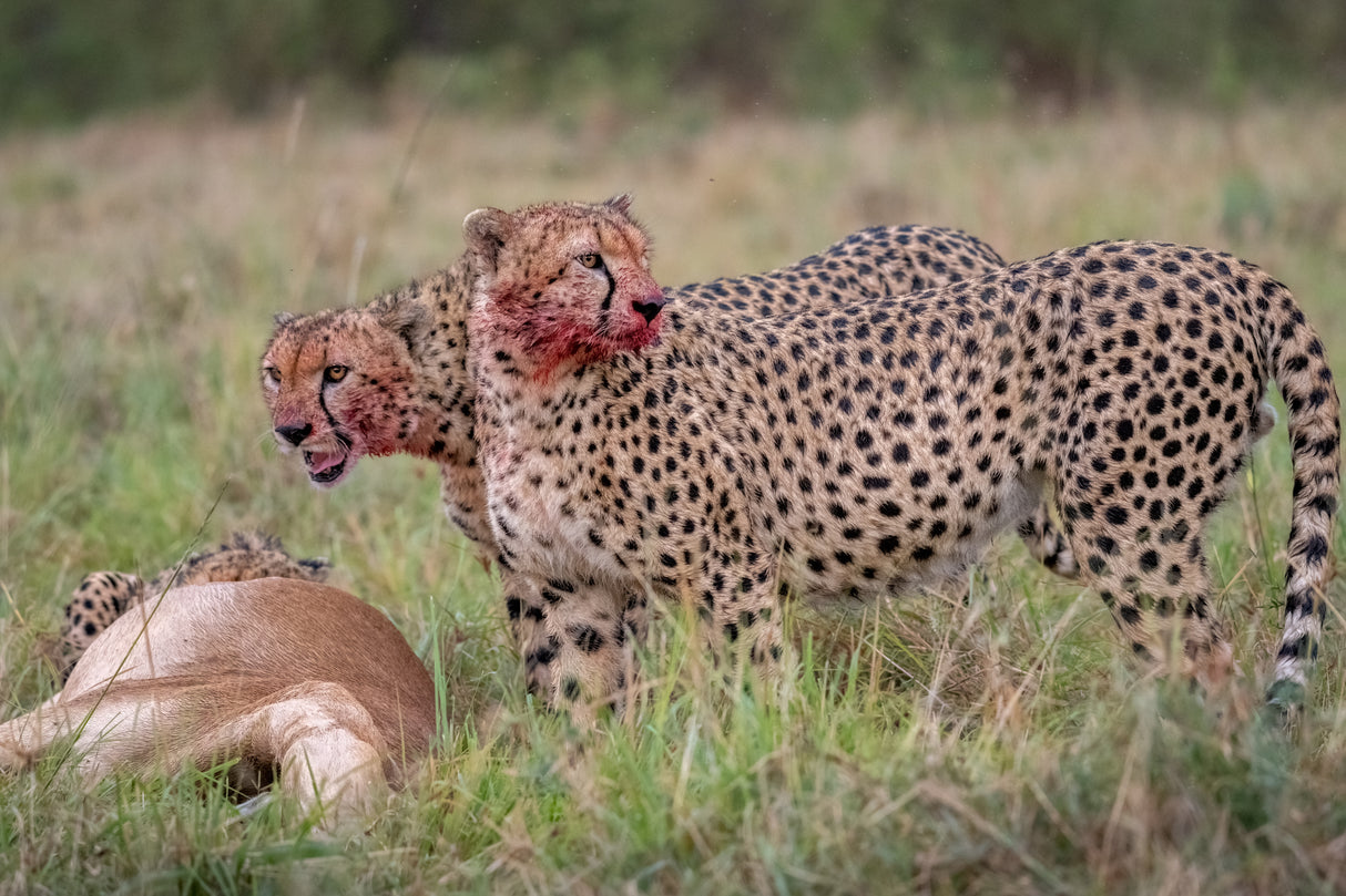 The Cheetah's Feast Poster och Canvastavla