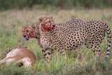 The Cheetah's Feast Poster och Canvastavla