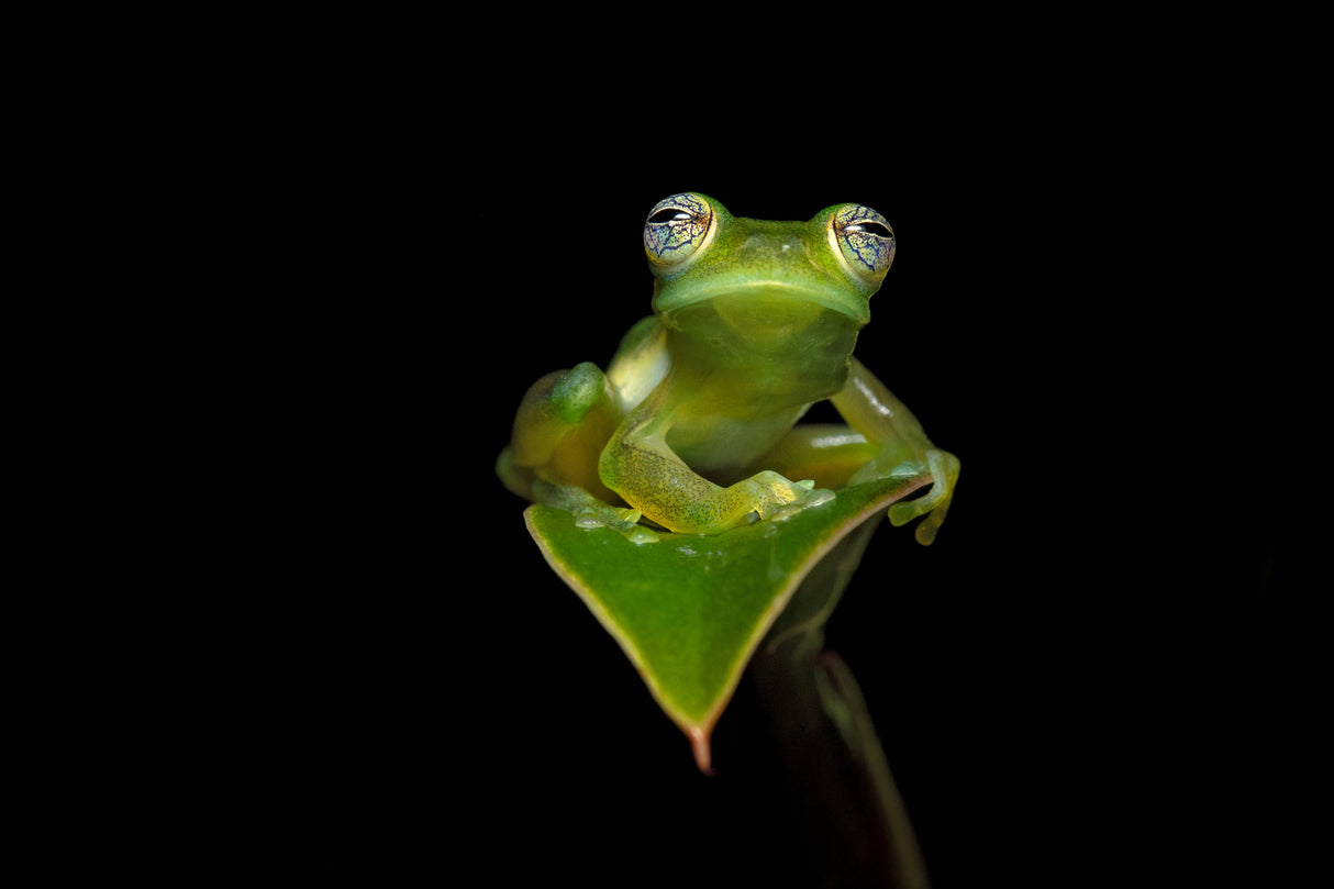 Spiny Cochran frog Poster och Canvastavla