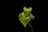 Spiny Cochran frog Poster och Canvastavla