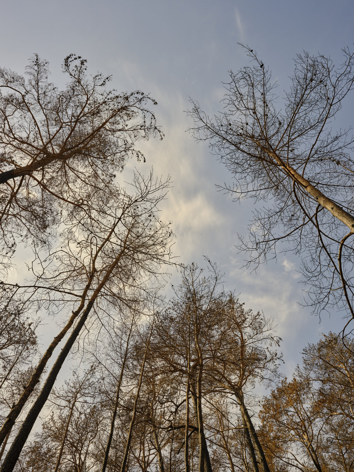 image of a forest after a fire Poster och Canvastavla