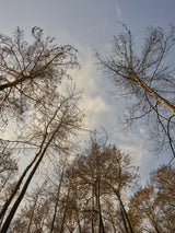 image of a forest after a fire Poster och Canvastavla