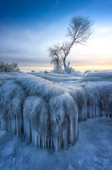 Winter Wonderland Poster och Canvastavla