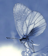Dew in the blue morning... Poster och Canvastavla