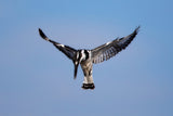 Pied Kingfisher Poster och Canvastavla
