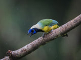 Inca Jay Poster och Canvastavla