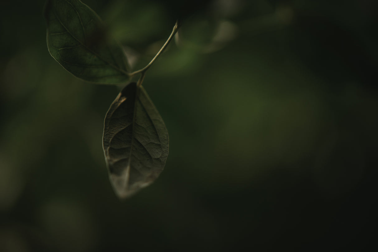 Botanical Series - Leaves 1/5 Poster och Canvastavla
