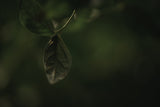Botanical Series - Leaves 1/5 Poster och Canvastavla