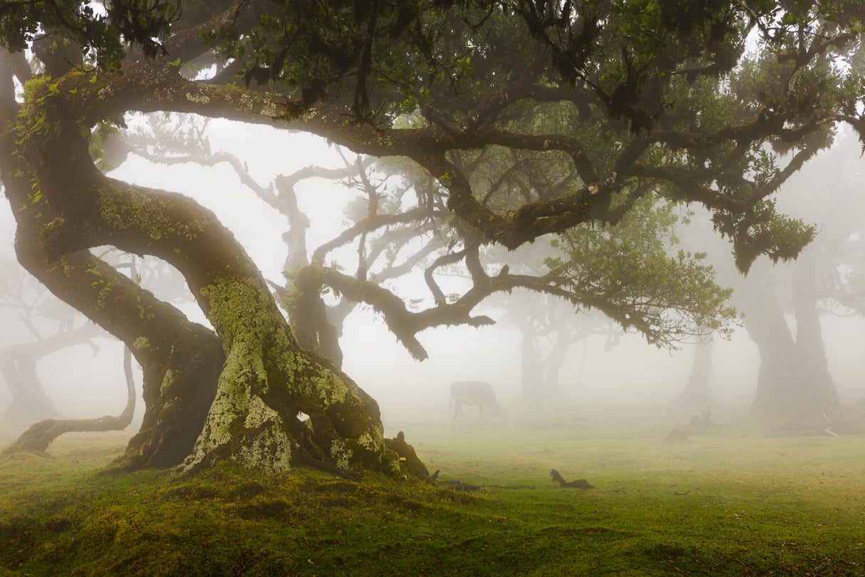Mysterious Forest with a cow Poster och Canvastavla