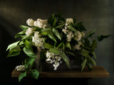 White lilac Poster och Canvastavla