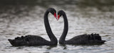 In love Poster och Canvastavla