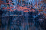 Autumn above water Poster och Canvastavla