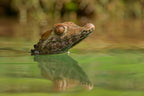 baby croc Poster och Canvastavla