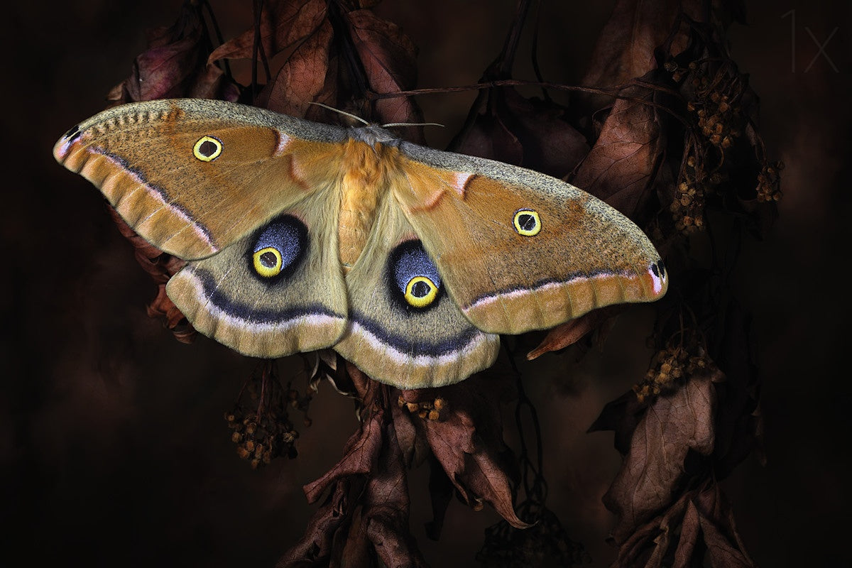 Polyphemus Poster och Canvastavla