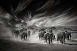 The sky, the dust and the Elephants Poster och Canvastavla