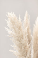 Pampas Grass Grey 03 Poster och Canvastavla