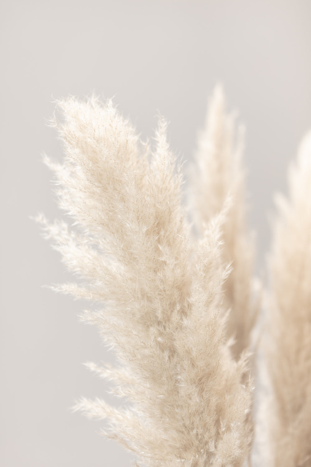 Pampas Grass Grey 03 Poster och Canvastavla