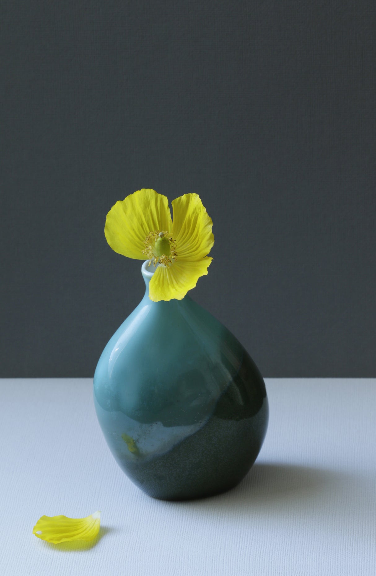 Yellow Welsh Poppy Still Life Poster och Canvastavla