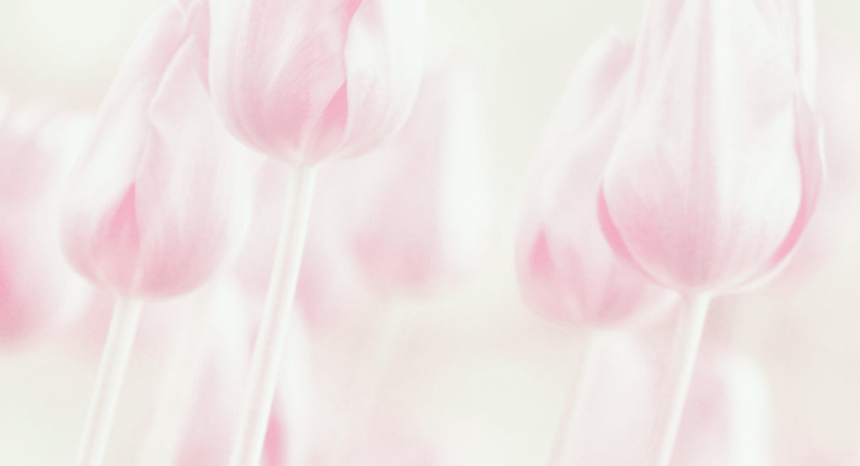 Softness Poster och Canvastavla
