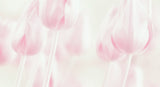 Softness Poster och Canvastavla