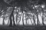 Dancing trees Poster och Canvastavla
