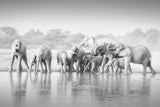Elephants Poster och Canvastavla