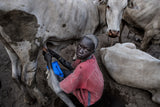 Mundari boy milking a cow - South Sudan Poster och Canvastavla