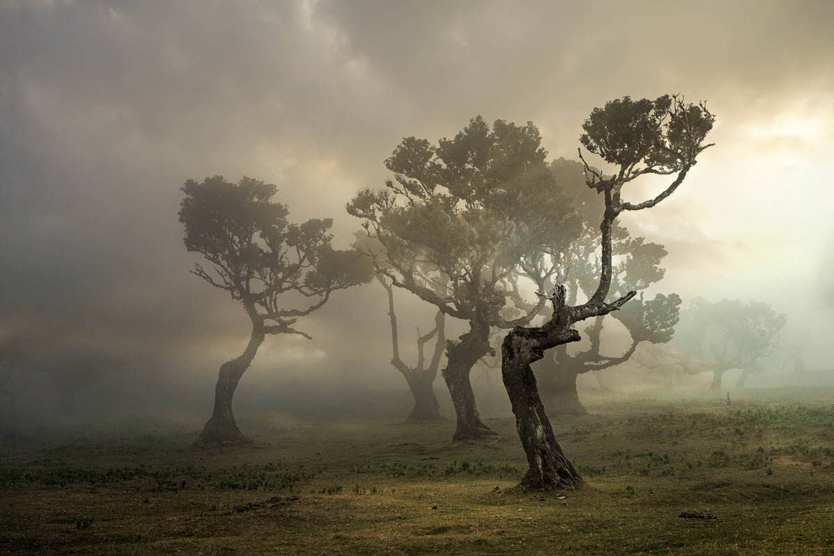 Misty Weathers Poster och Canvastavla