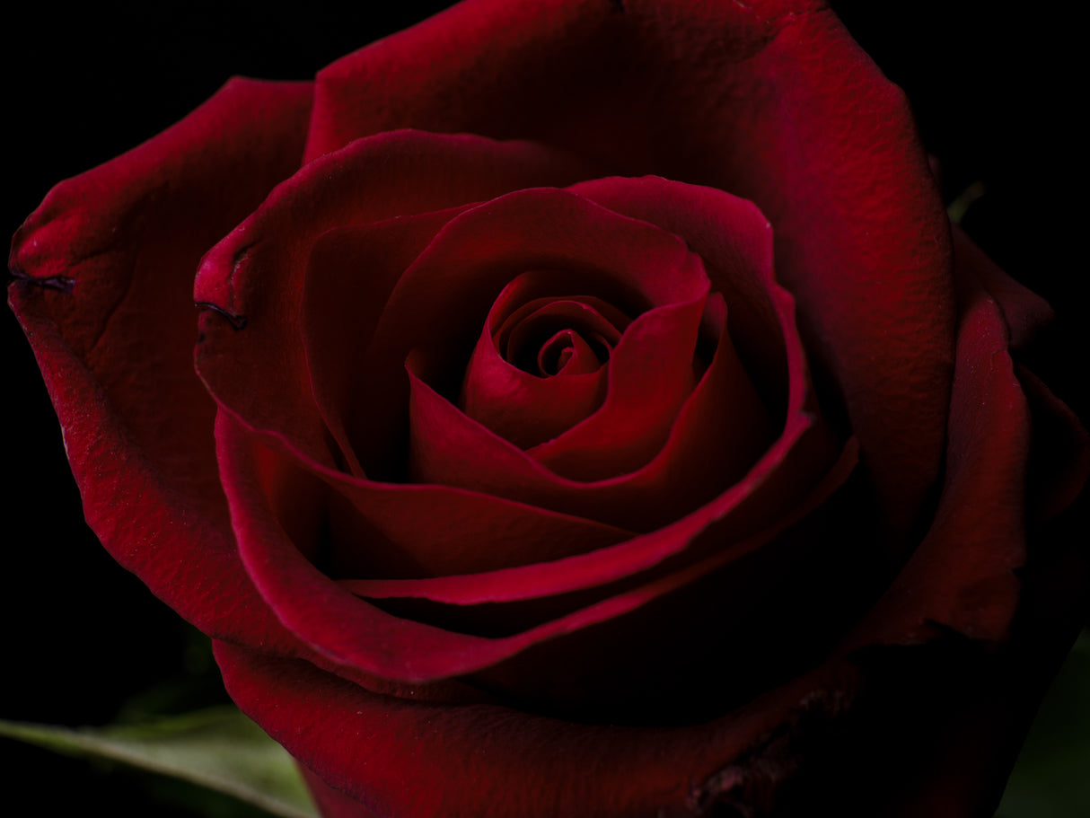 macro shot of a beautiful red rose Poster och Canvastavla