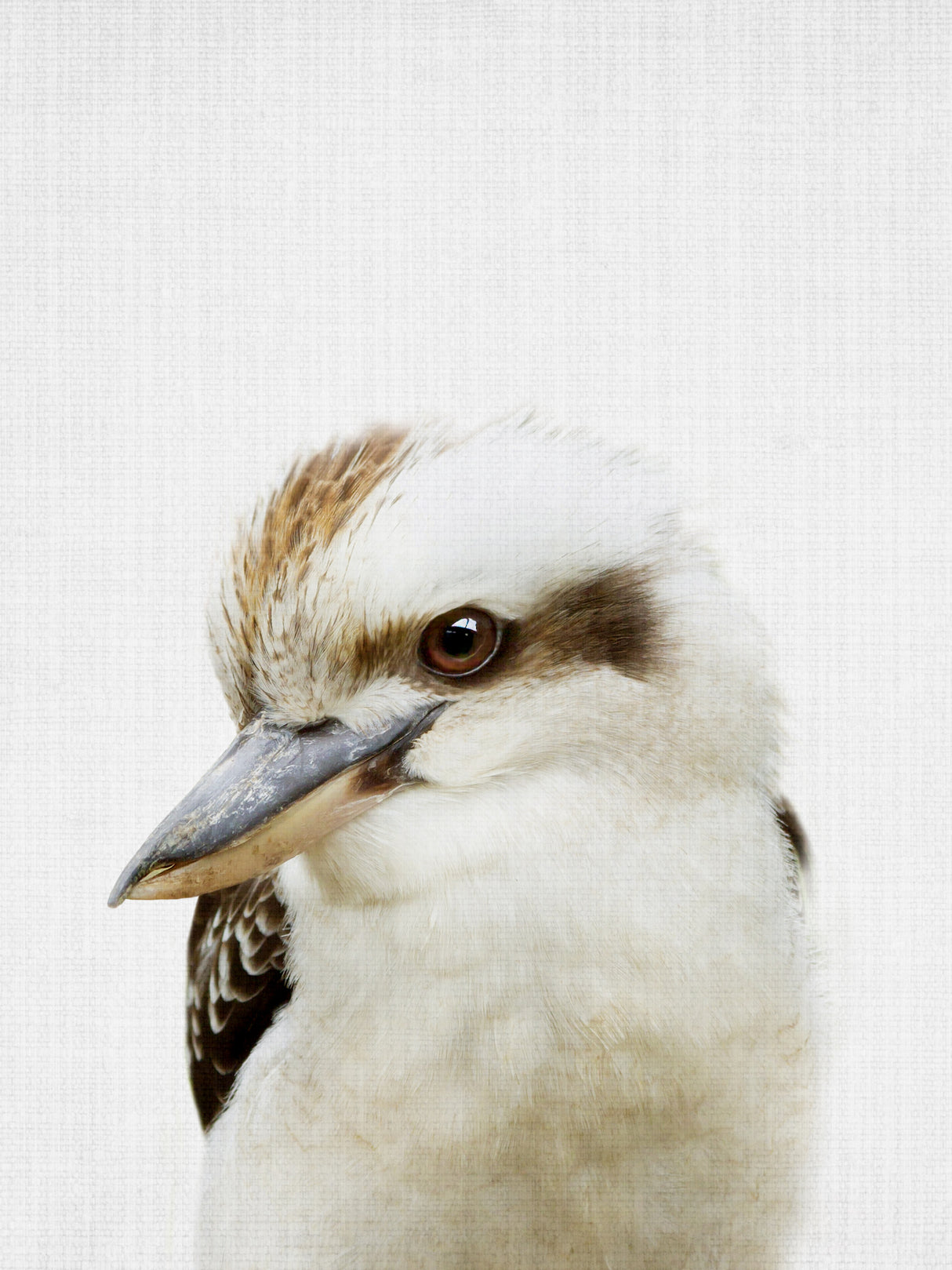 Peekaboo Kookaburra Poster och Canvastavla