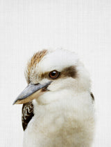 Peekaboo Kookaburra Poster och Canvastavla