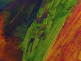 colored paints Poster och Canvastavla