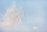 Love story in the Winter Poster och Canvastavla