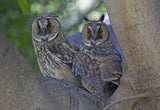 Long-eared Owl's Poster och Canvastavla