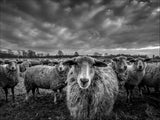 only sheep Poster och Canvastavla