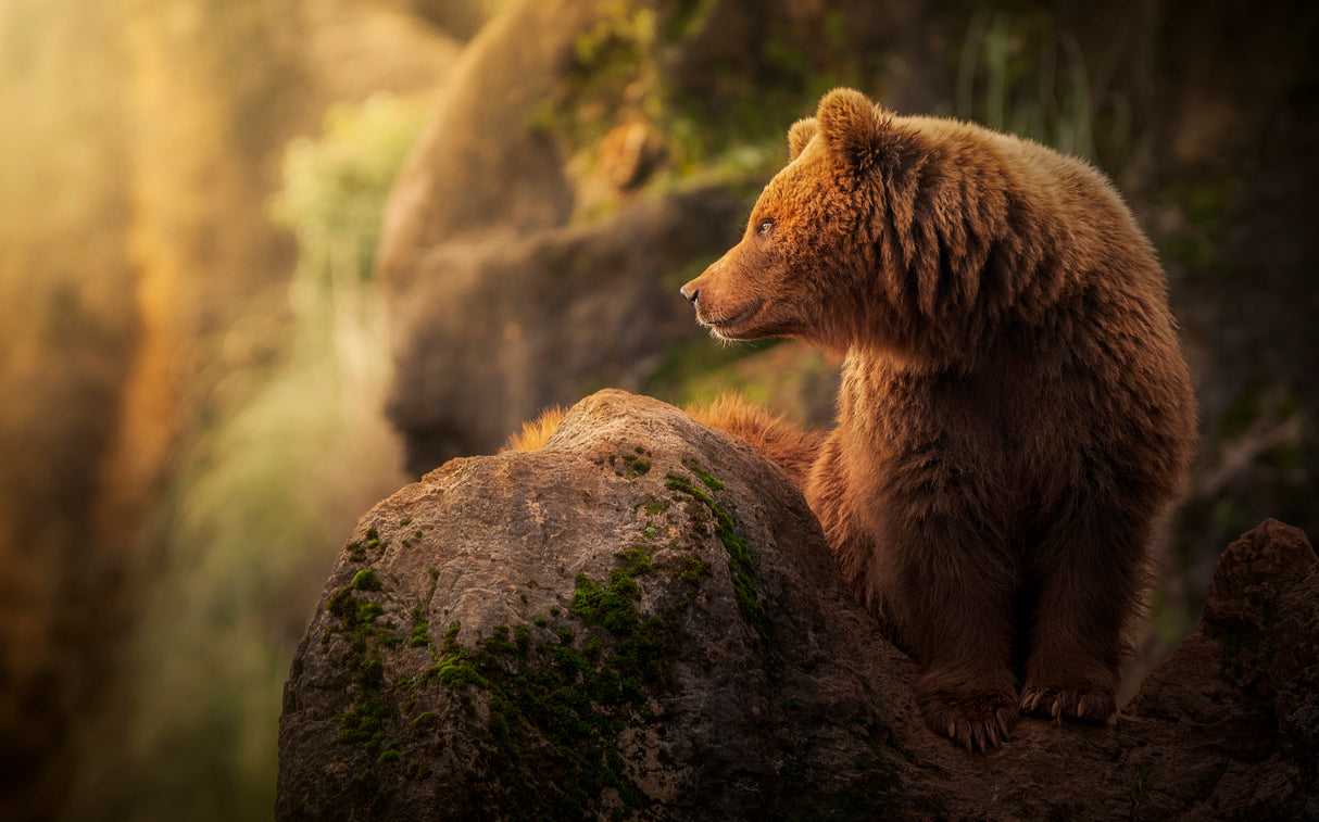 Brown bear during sunset. Poster och Canvastavla