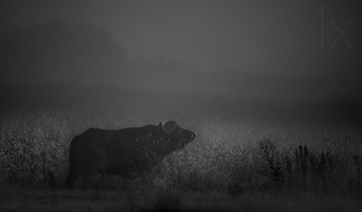 Lonely bull Poster och Canvastavla