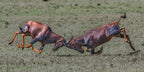 Head to Head Poster och Canvastavla