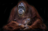 Orangutanes de Sumatra Poster och Canvastavla