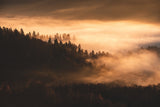 Misty forest Poster och Canvastavla