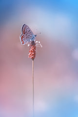 Lycaena tityrus Poster och Canvastavla