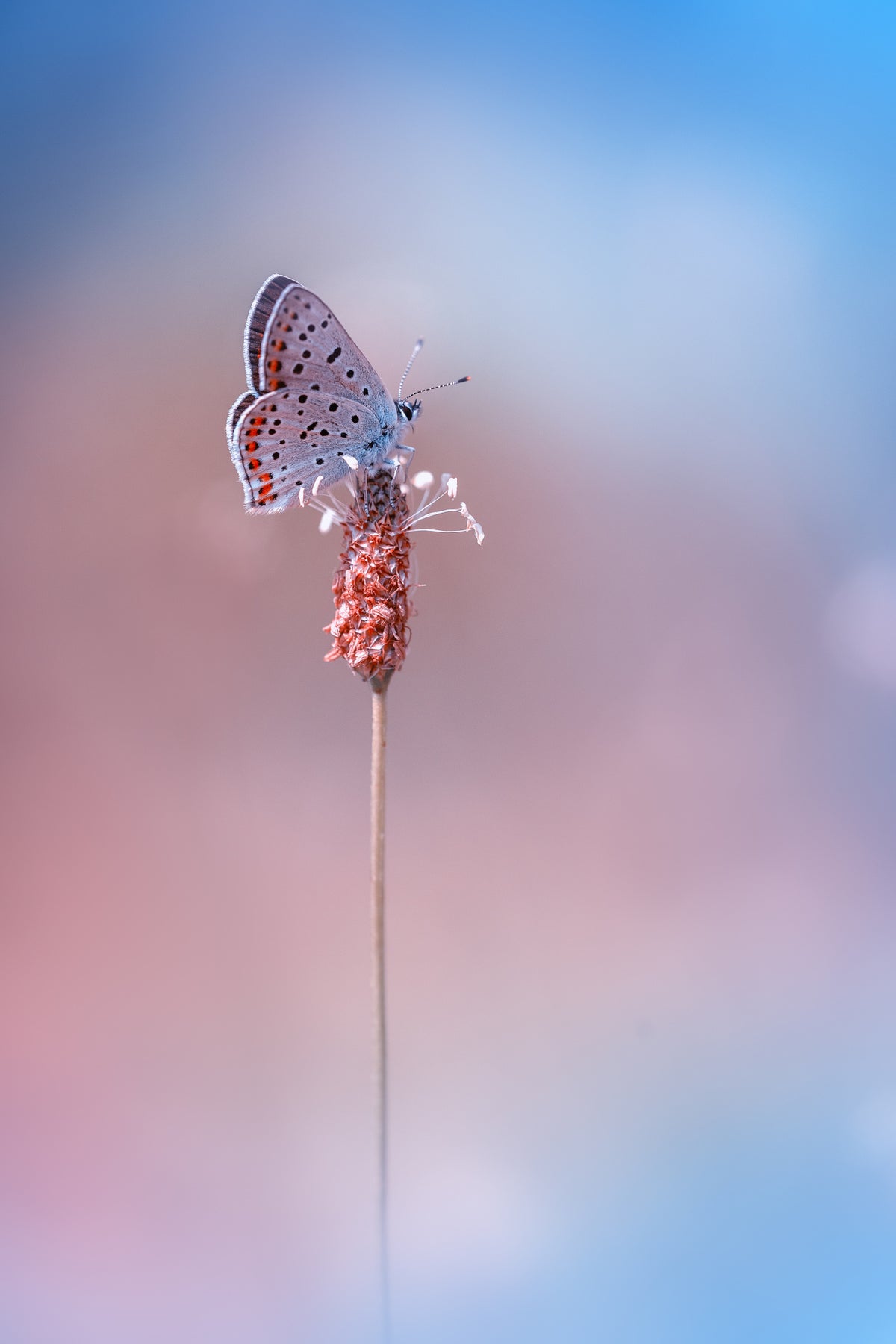Lycaena tityrus Poster och Canvastavla