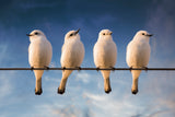 White Monjita Poster och Canvastavla
