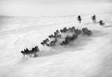 Grassland ice and snow, camel team returns. Poster och Canvastavla