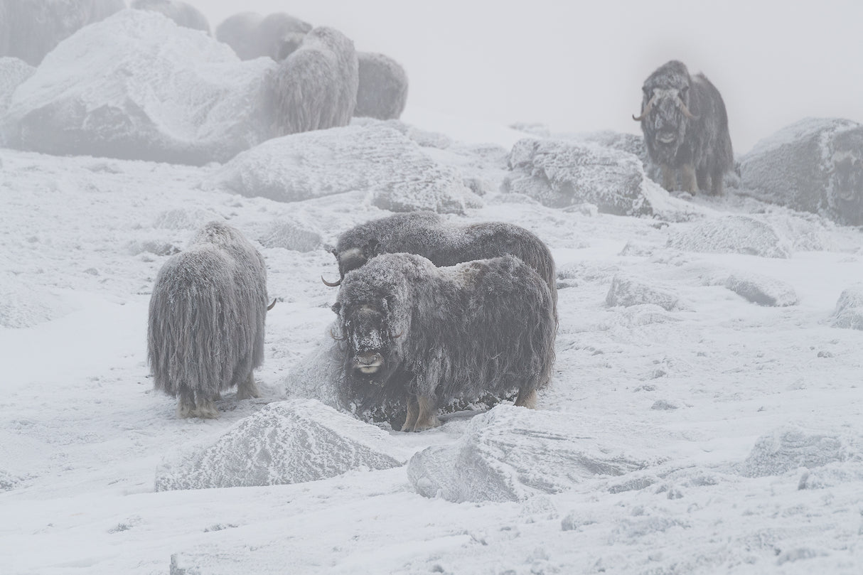 Muskox Poster och Canvastavla