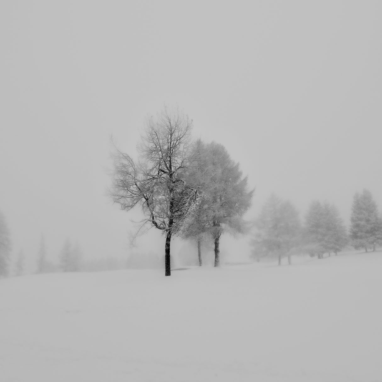 mist and snow Poster och Canvastavla
